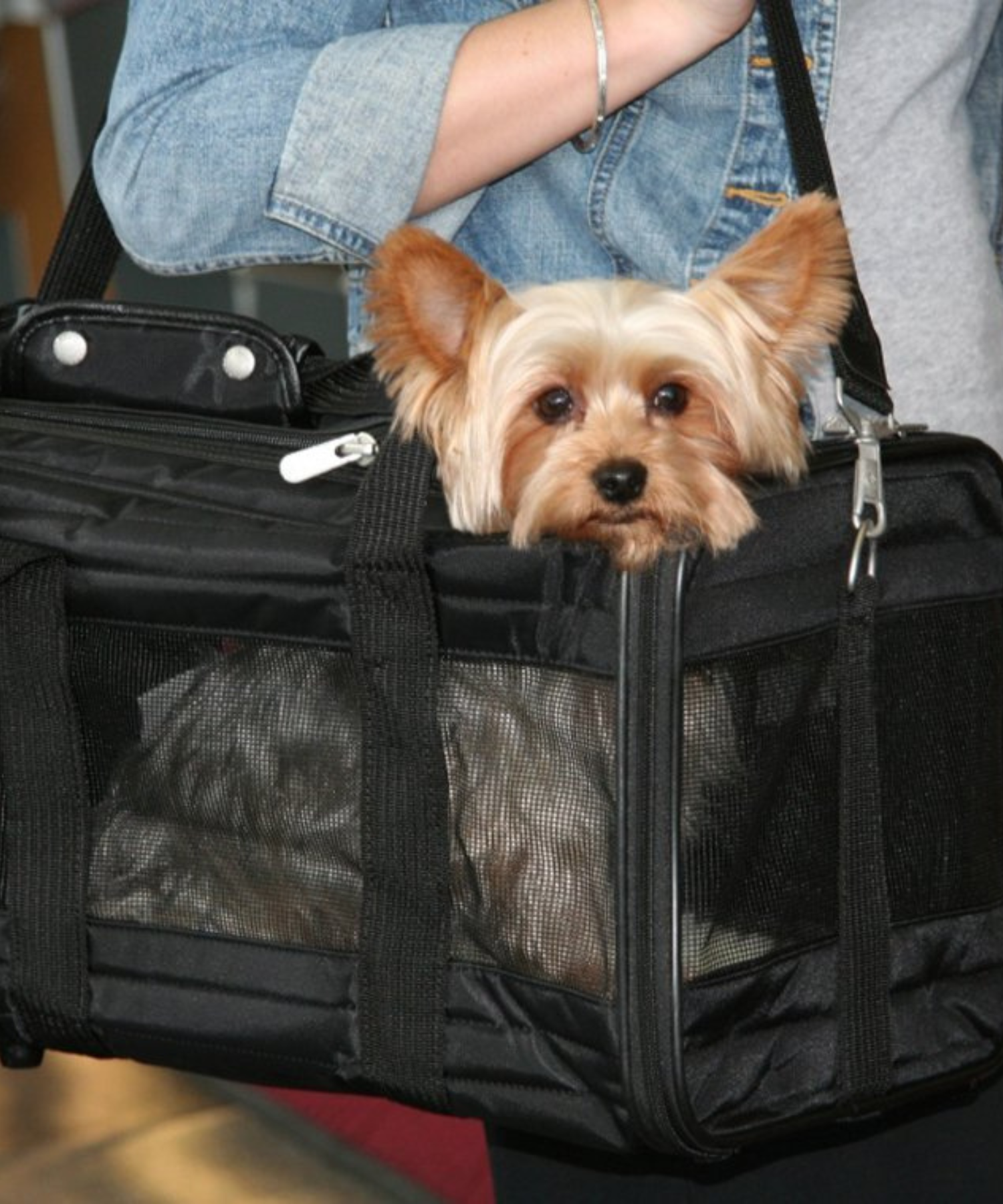 Pet Travel Gear Pawsome Hub