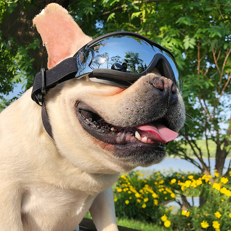 Pet Sunglasses Dog Windproof Glasses Accessories Goggles Silver coated models